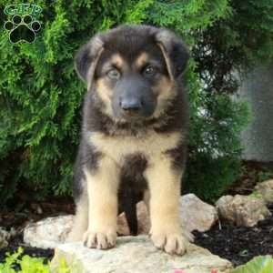 Ezra, German Shepherd Puppy