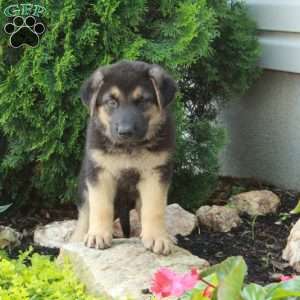 Ezra, German Shepherd Puppy