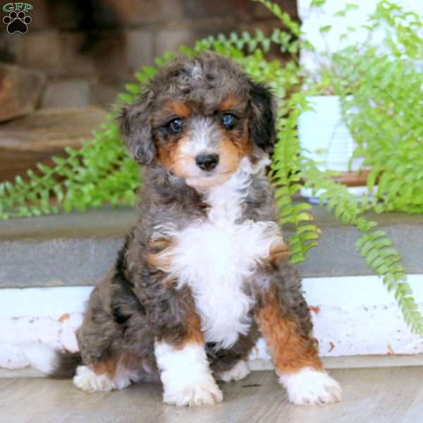 Ezra, Mini Bernedoodle Puppy