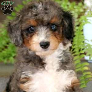 Ezra, Mini Bernedoodle Puppy