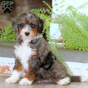 Ezra, Mini Bernedoodle Puppy