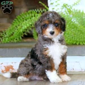 Ezra, Mini Bernedoodle Puppy