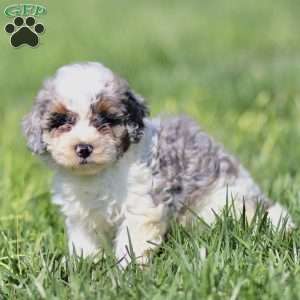 Lily, Cavapoo Puppy