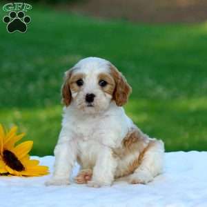 Mason, Cavapoo Puppy