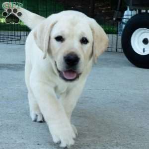 STAR, Yellow Labrador Retriever Puppy