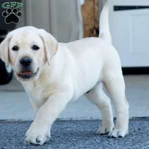 POLAR, Yellow Labrador Retriever Puppy