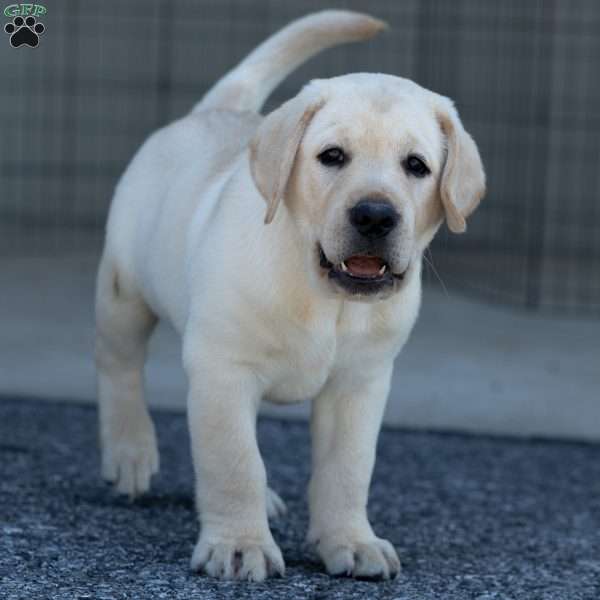 POLAR, Yellow Labrador Retriever Puppy