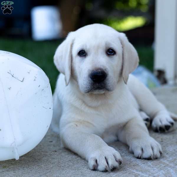 STAR, Yellow Labrador Retriever Puppy