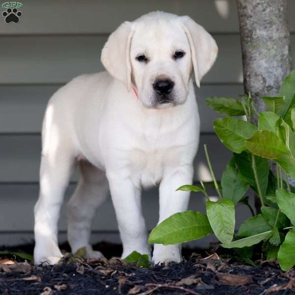 SIERRA, Yellow Labrador Retriever Puppy