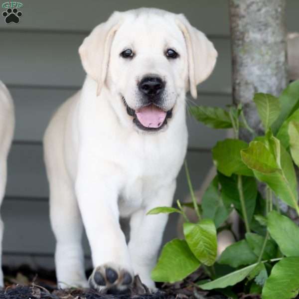 SKYE, Yellow Labrador Retriever Puppy