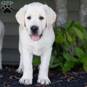 SKYE, Yellow Labrador Retriever Puppy