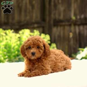 Danielle, Toy Poodle Puppy