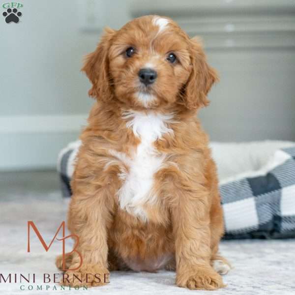 Blair, Mini Bernedoodle Puppy