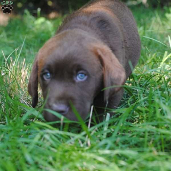 Thomas, Chocolate Labrador Retriever Puppy