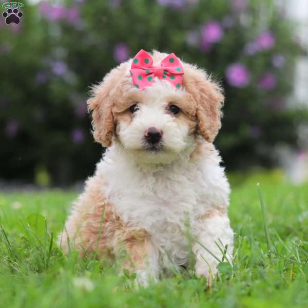 Allie, Bernedoodle Puppy