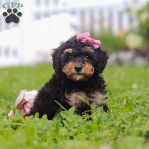Ava, Bernedoodle Puppy