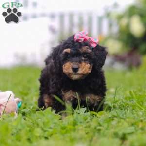 Ava, Bernedoodle Puppy