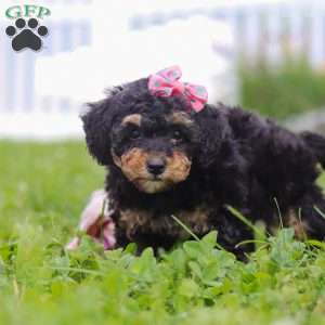 Ava, Bernedoodle Puppy