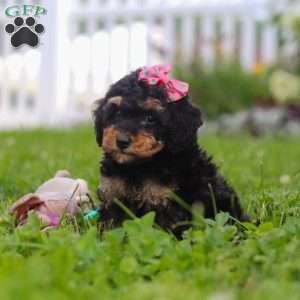 Ava, Bernedoodle Puppy