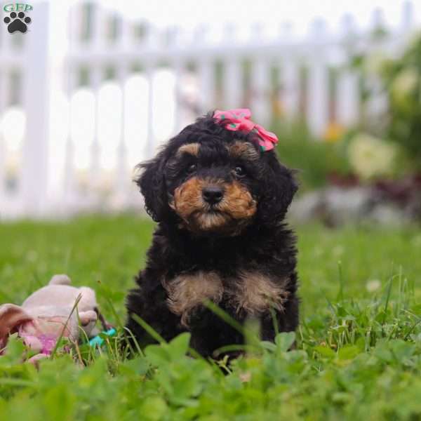 Ava, Bernedoodle Puppy