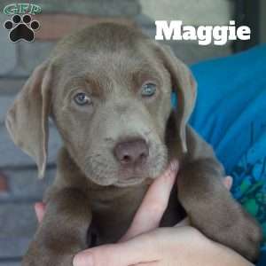 Maggie, Silver Labrador Retriever Puppy