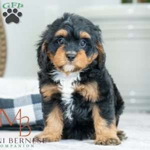 Bradly, Mini Bernedoodle Puppy