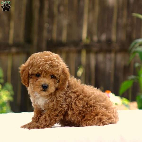 Dusty, Toy Poodle Puppy