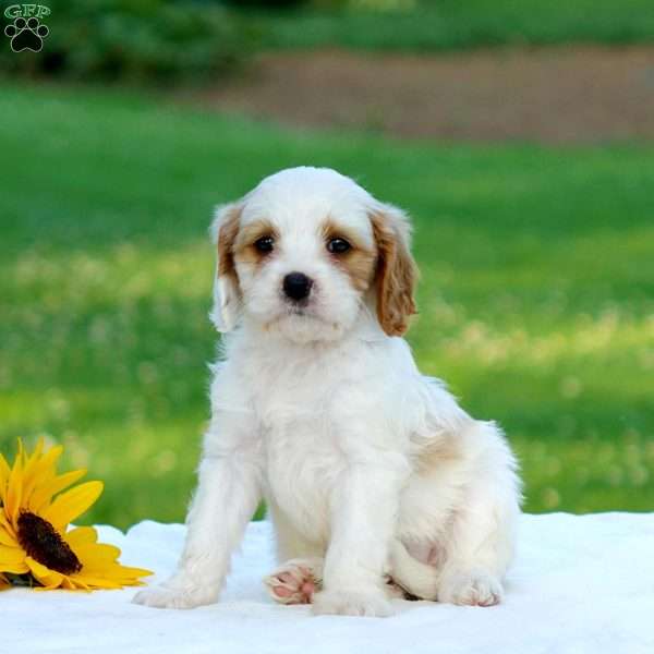 Marissa, Cavapoo Puppy