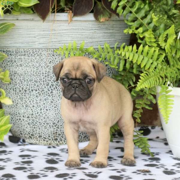 Fifi, Pug Puppy