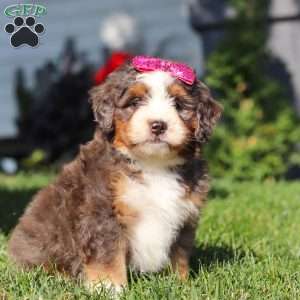 Faith, Mini Bernedoodle Puppy
