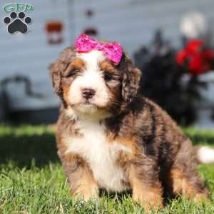 Faith, Mini Bernedoodle Puppy