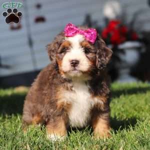 Faith, Mini Bernedoodle Puppy