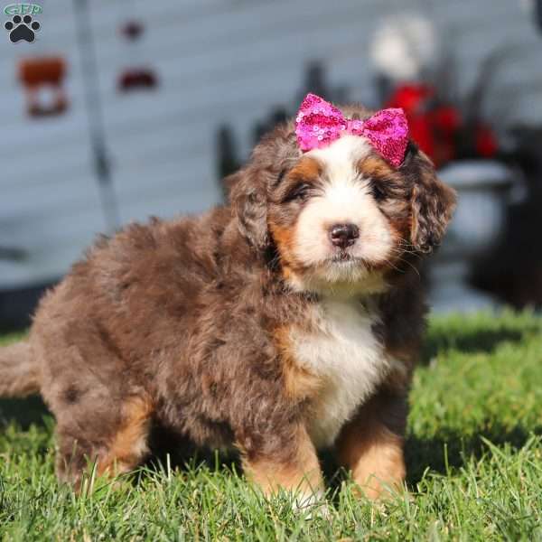 Faith, Mini Bernedoodle Puppy