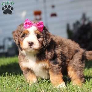 Faith, Mini Bernedoodle Puppy
