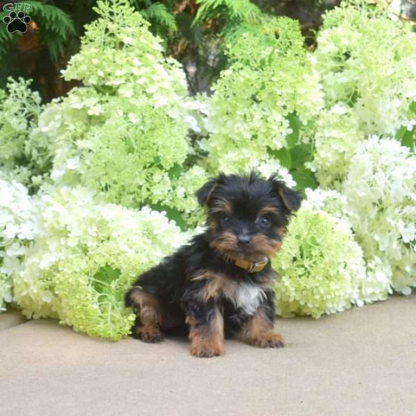 Faith, Yorkie Puppy
