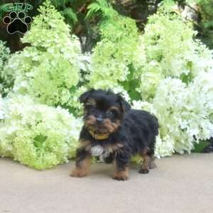 Faith, Yorkie Puppy