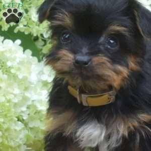 Faith, Yorkie Puppy