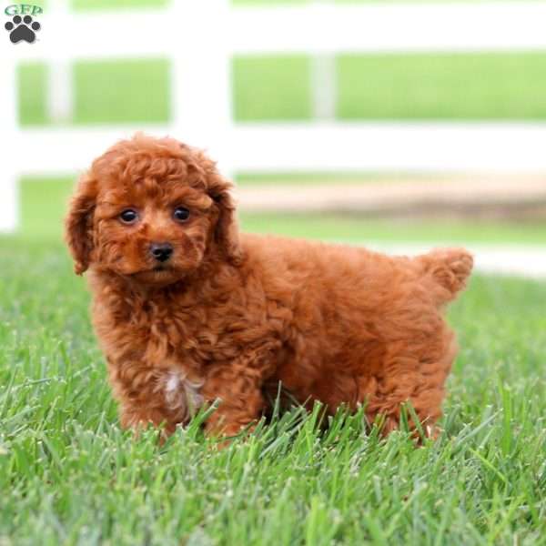 Faith, Toy Poodle Puppy