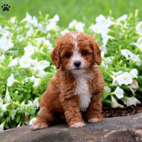 Faith, Cavapoo Puppy