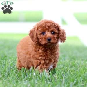 Faith, Toy Poodle Puppy
