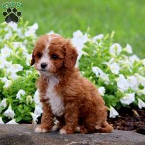 Faith, Cavapoo Puppy