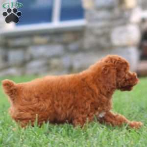 Faith, Toy Poodle Puppy