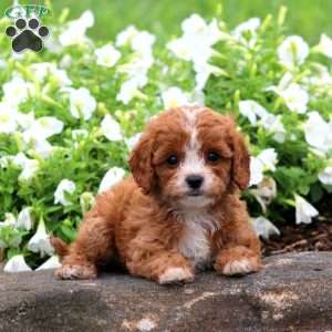 Faith, Cavapoo Puppy