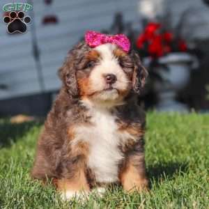 Faith, Mini Bernedoodle Puppy