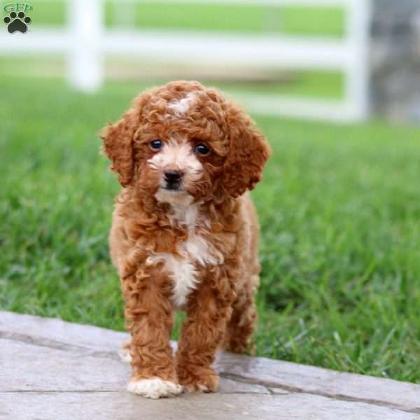 Fancy, Toy Poodle Puppy