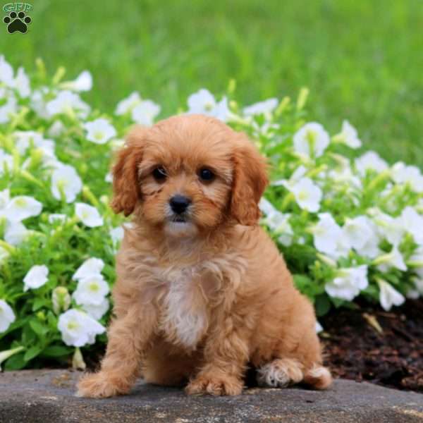Fancy, Cavapoo Puppy