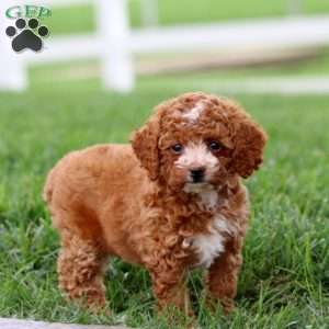 Fancy, Toy Poodle Puppy
