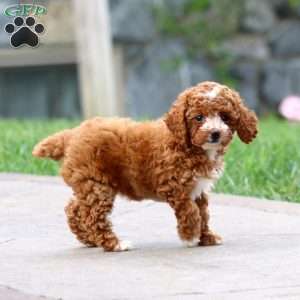 Fancy, Toy Poodle Puppy
