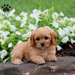 Fancy, Cavapoo Puppy