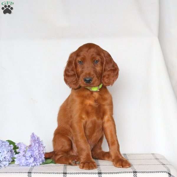 Fanta, Irish Setter Puppy